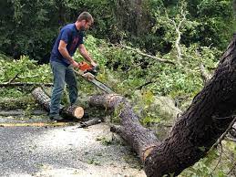 Best Tree Trimming and Pruning  in Whiskey Creek, FL